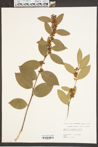 Lyonia lucida image