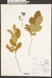 Lyonia mariana image