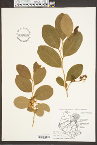 Lyonia mariana image