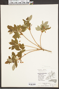 Rhododendron pilosum image