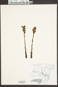 Hypopitys monotropa image