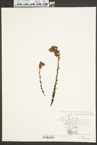 Hypopitys monotropa image