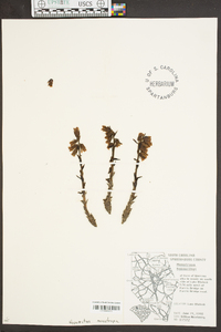 Hypopitys monotropa image