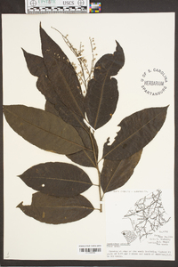 Oxydendrum arboreum image