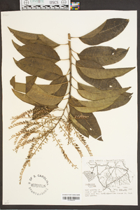 Oxydendrum arboreum image