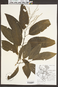 Oxydendrum arboreum image