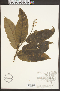 Oxydendrum arboreum image