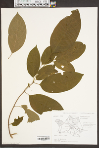 Oxydendrum arboreum image