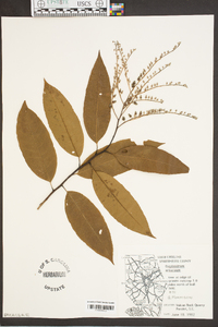 Oxydendrum arboreum image