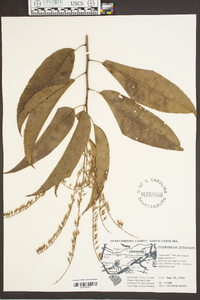 Oxydendrum arboreum image