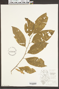 Oxydendrum arboreum image