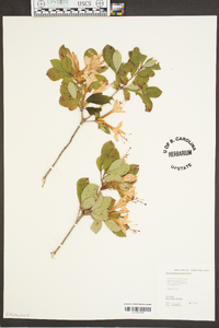 Rhododendron arborescens image