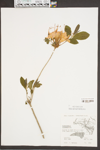 Rhododendron calendulaceum image