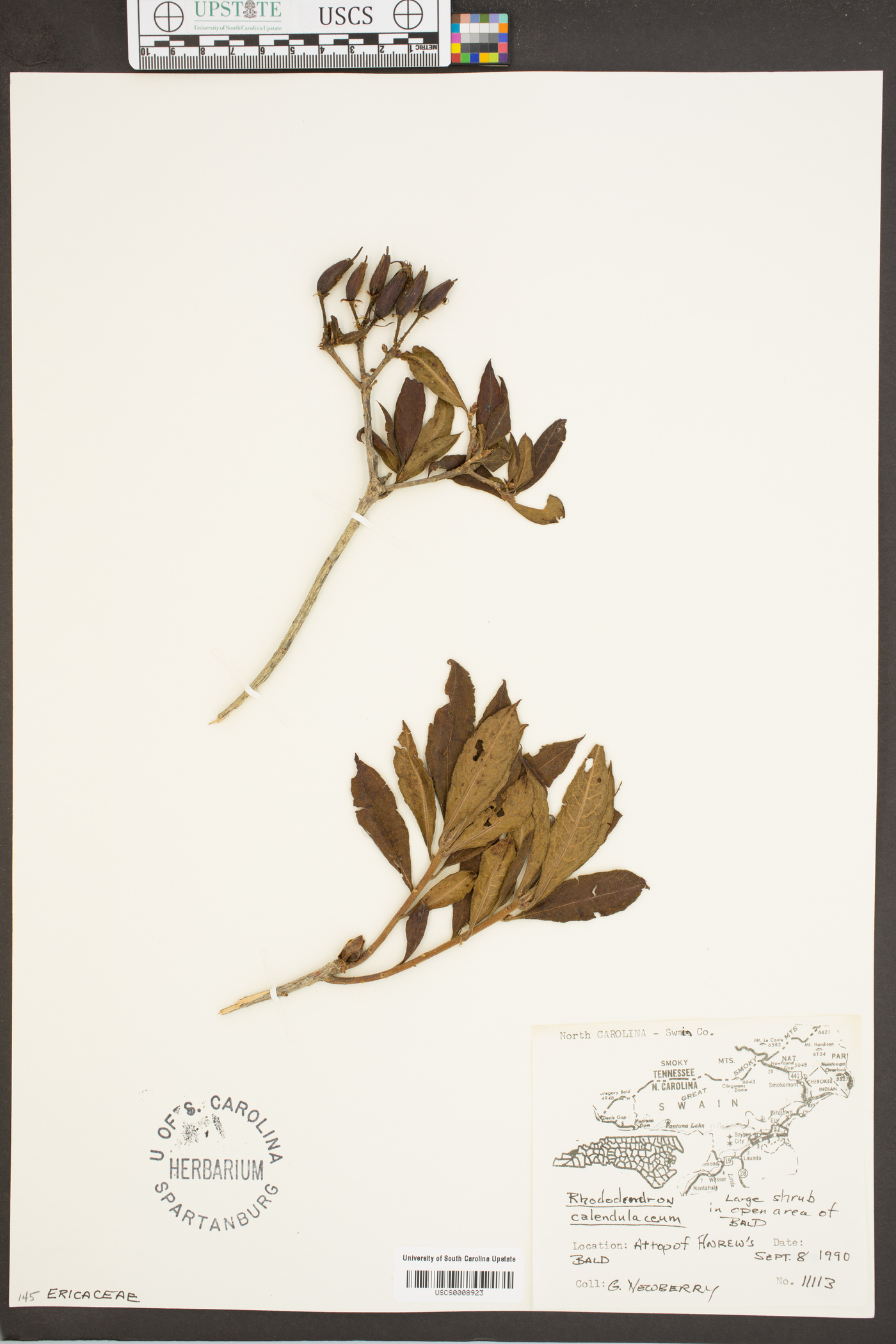 Rhododendron calendulaceum image