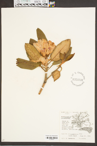 Rhododendron catawbiense image