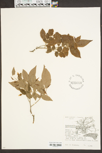 Image of Rhododendron eriocarpum