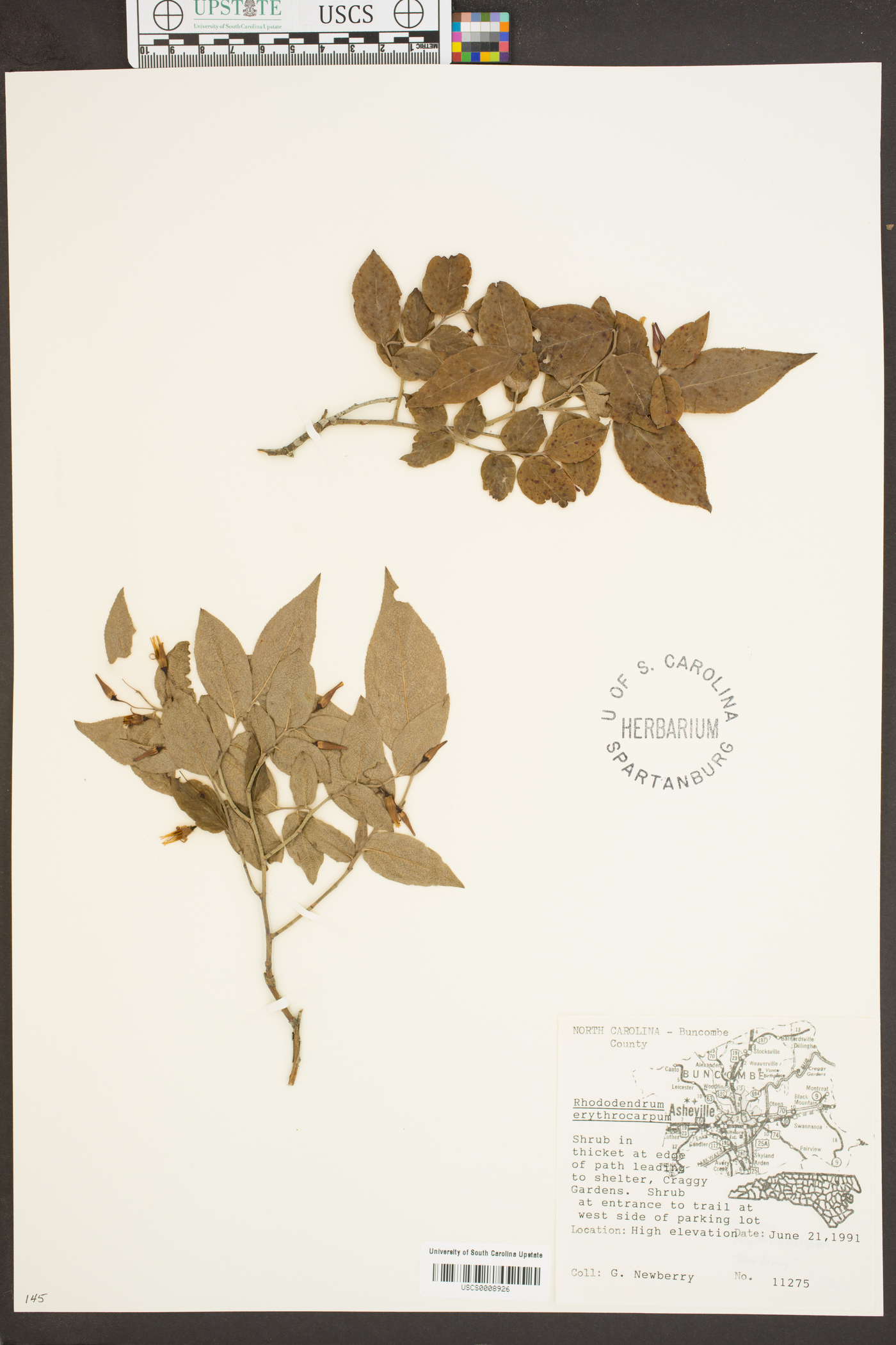 Rhododendron eriocarpum image