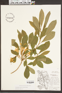 Rhododendron arborescens image