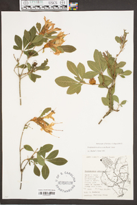 Rhododendron arborescens image