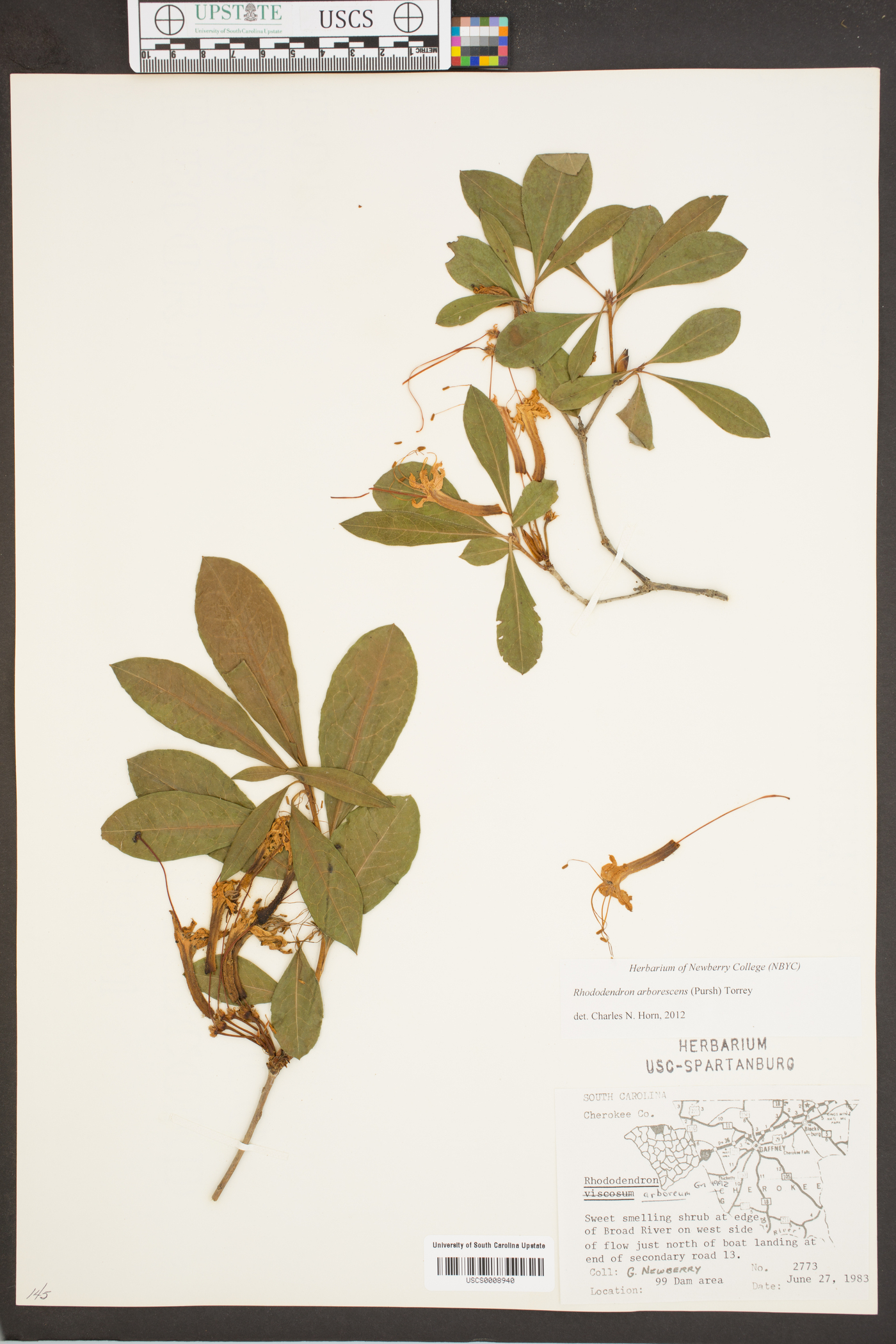 Rhododendron arboreum image