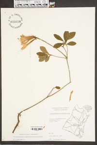 Rhododendron atlanticum image