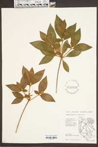 Rhododendron canescens image