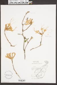 Rhododendron canescens image