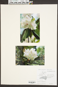 Rhododendron minus image