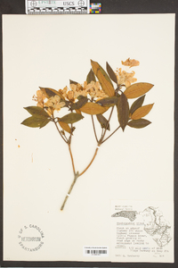 Rhododendron minus image