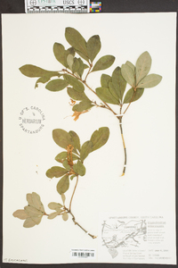 Rhododendron arborescens image