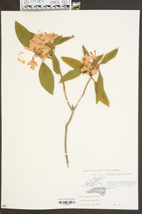 Rhododendron minus image