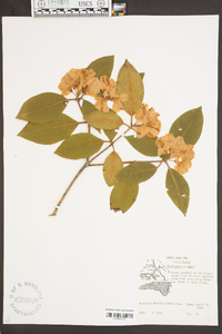 Rhododendron minus image