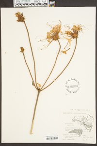 Rhododendron periclymenoides image