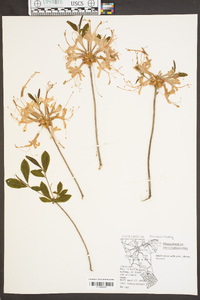 Rhododendron nudiflorum image