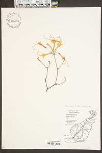 Rhododendron nudiflorum image