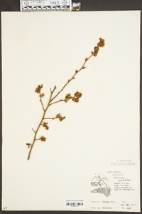 Vaccinium constablaei image