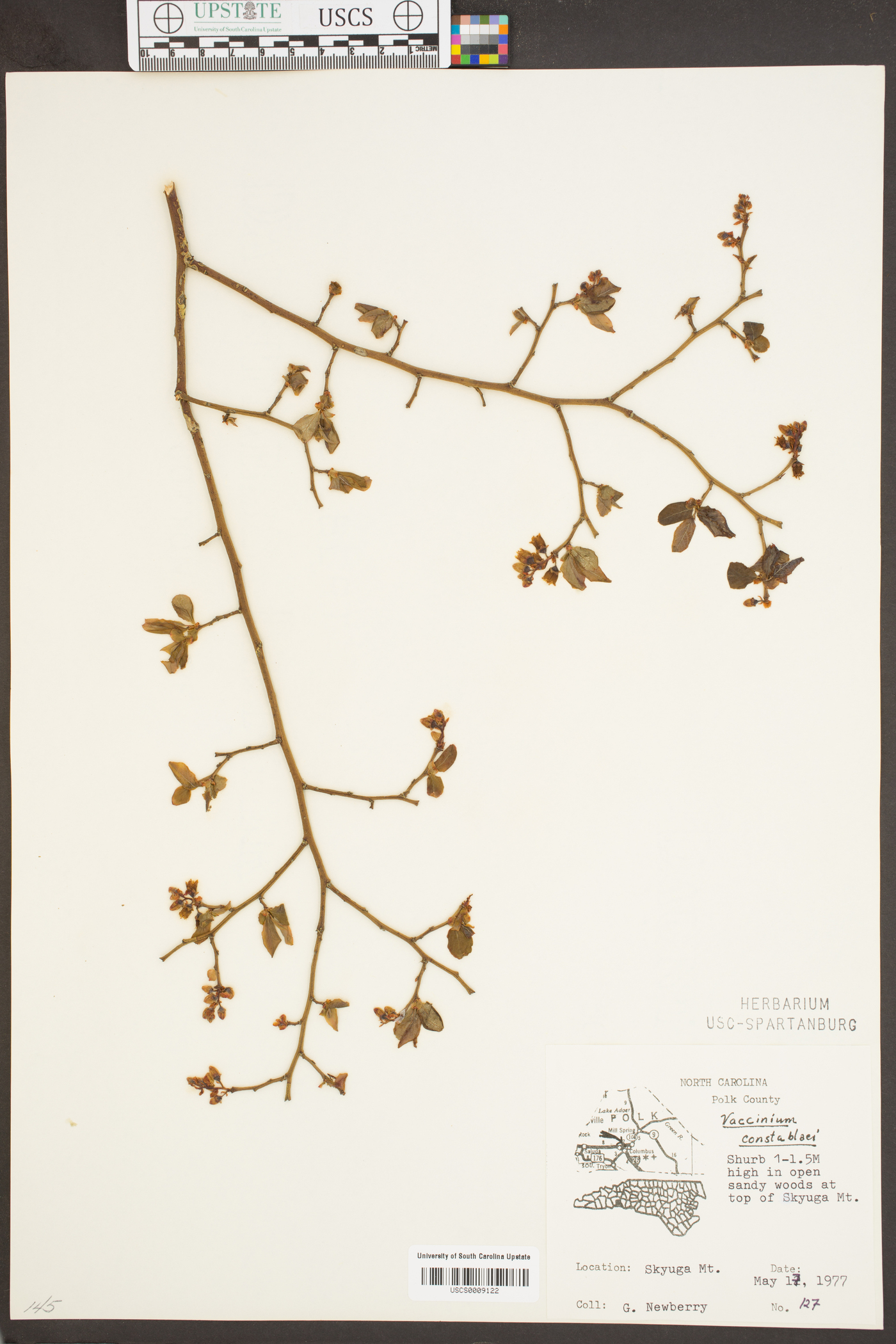 Vaccinium constablaei image