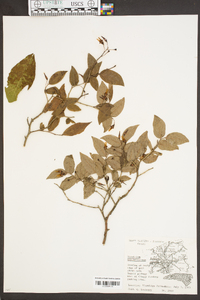 Vaccinium erythrocarpum image