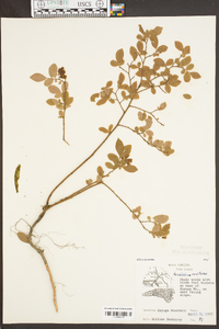 Vaccinium vacillans image