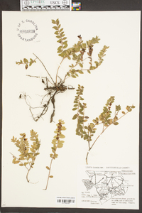 Vaccinium crassifolium image