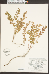 Vaccinium crassifolium image