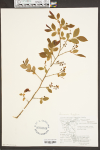 Vaccinium fuscatum image