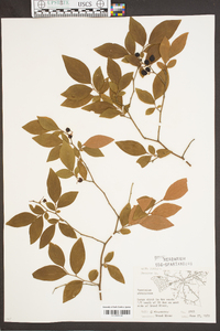 Vaccinium fuscatum image