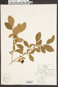 Vaccinium fuscatum image