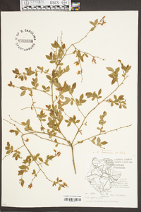 Vaccinium fuscatum image