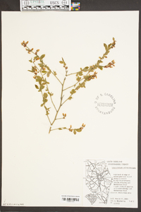 Vaccinium fuscatum image