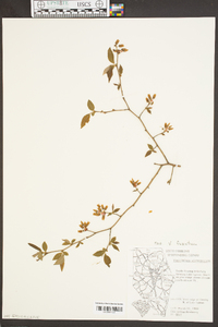 Vaccinium fuscatum image