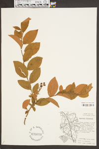 Vaccinium fuscatum image