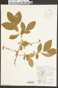 Vaccinium fuscatum image