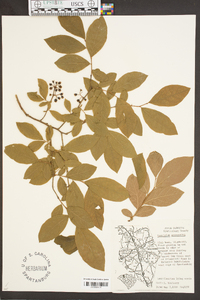 Vaccinium fuscatum image